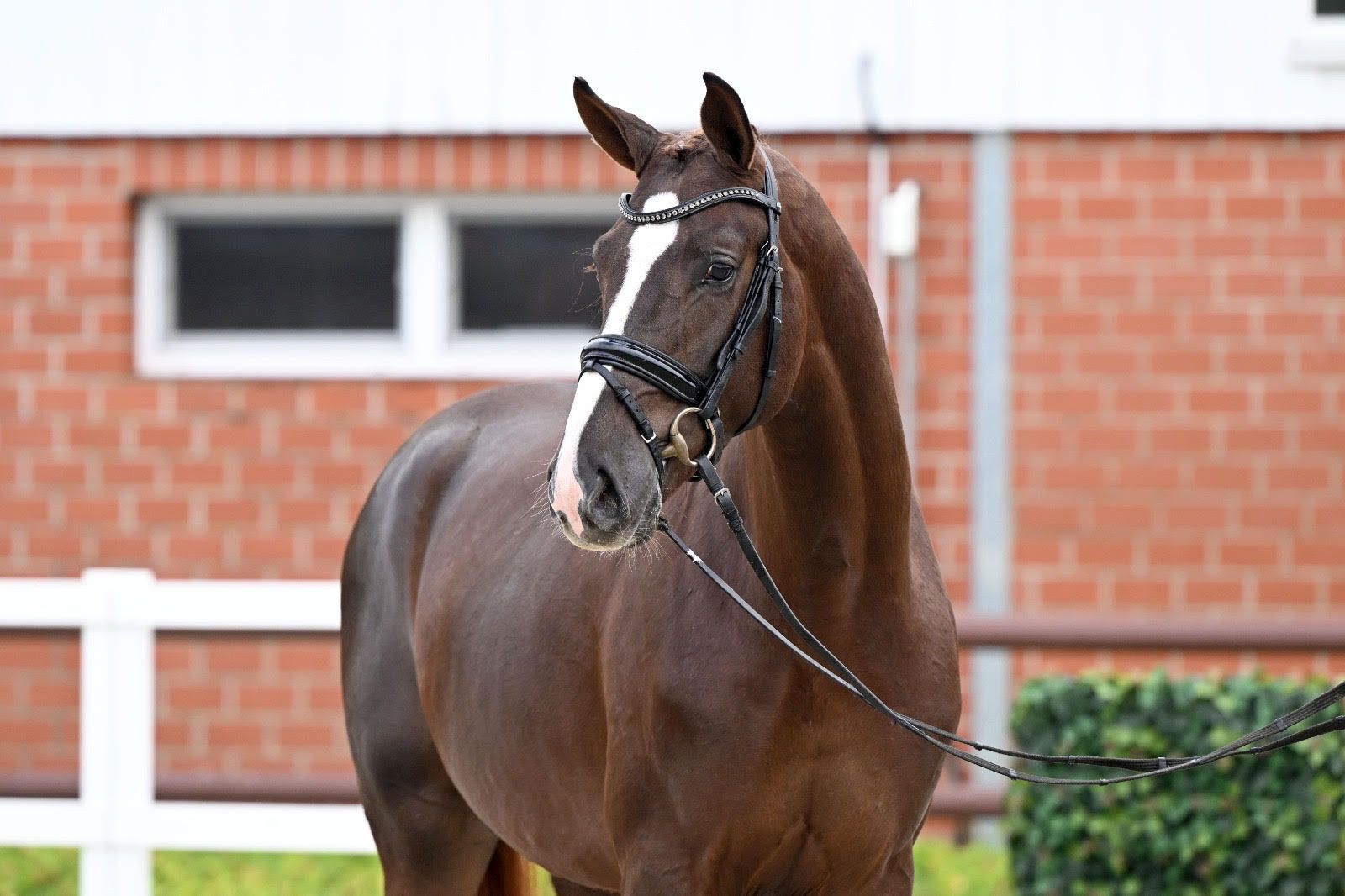 Dressurhengst Valerio PS