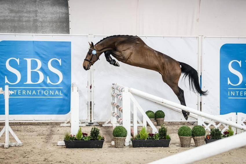 Springhengst Vinardo de Muze