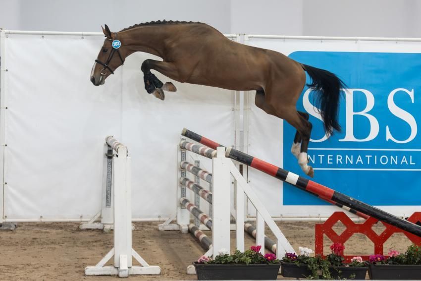 Springhengst Wuhan de la Liniere