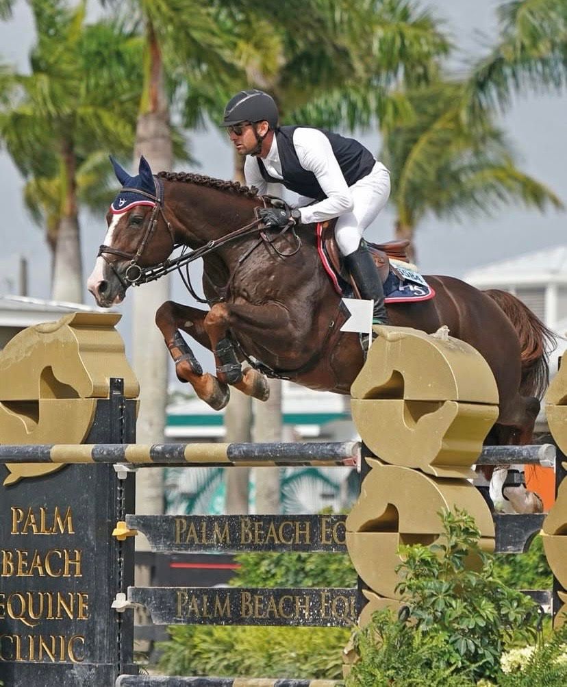 Springhengst H5 Agando Butterfly Z mit Reiter