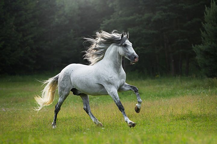 Hengst der Rasse Pura Raza Espanola