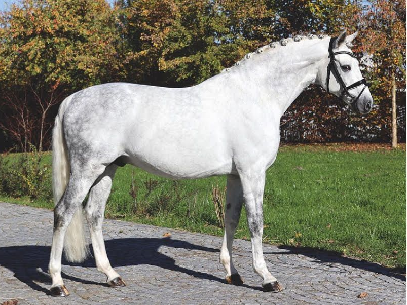 Dressurhengst Best Secret