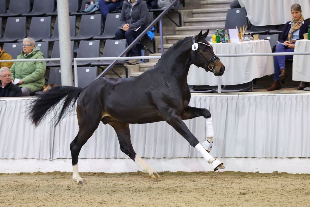 Prämienhengst Fontainebleau i´ami im Freilaufen