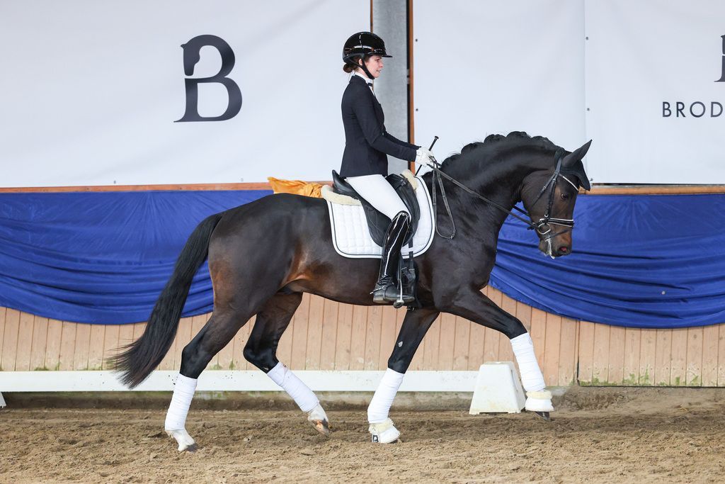 Prämienhengst Fontainebleau i´ami unter dem Reiter