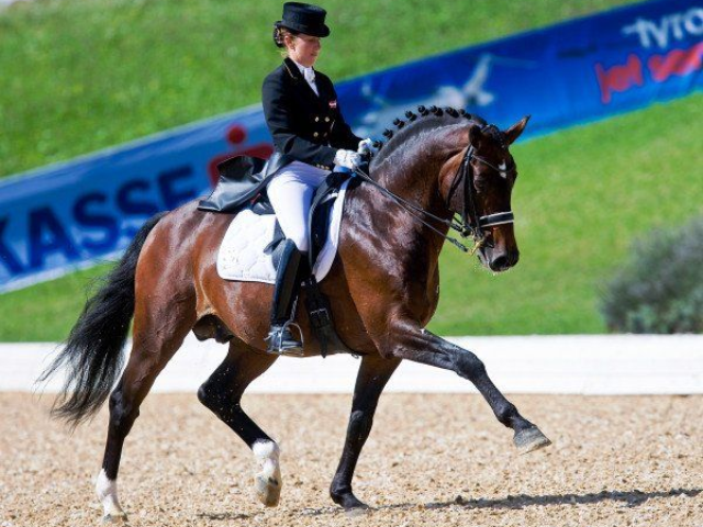 Dressurhengst Calogero