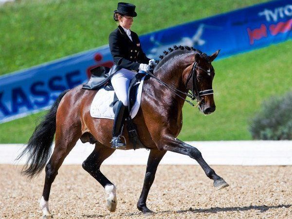 Dressurhengst Calogero unter Astrid Neumayer