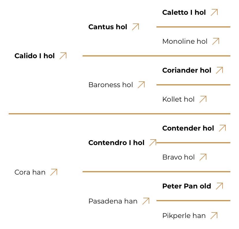 Abstammungstafel Caroly