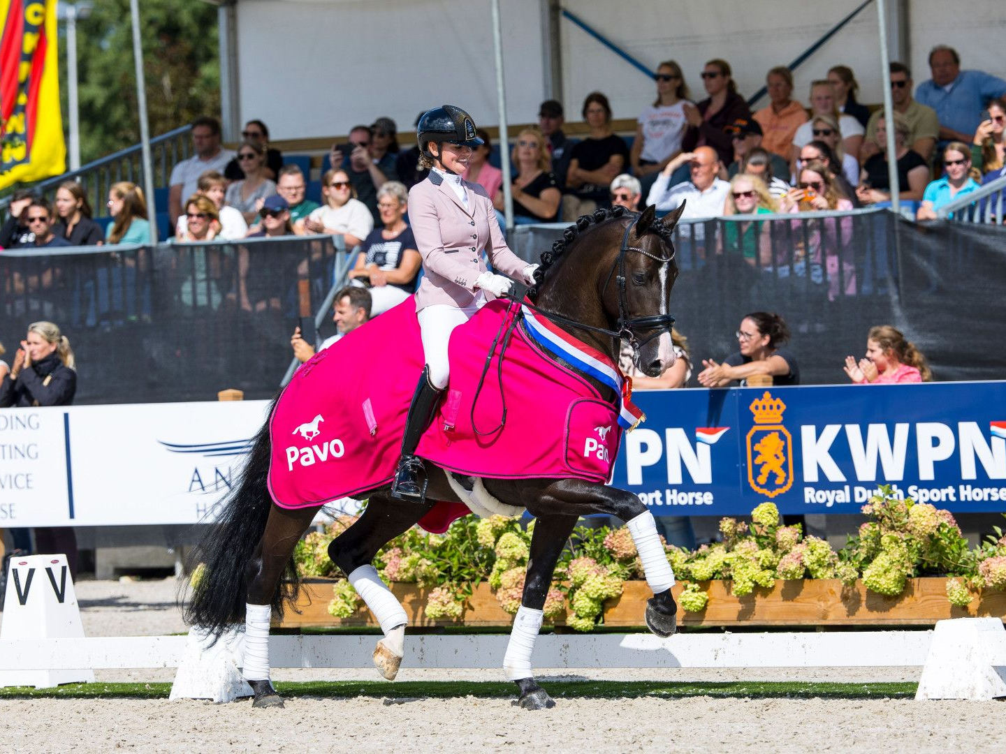 Dressurhengst Extreme U.S.