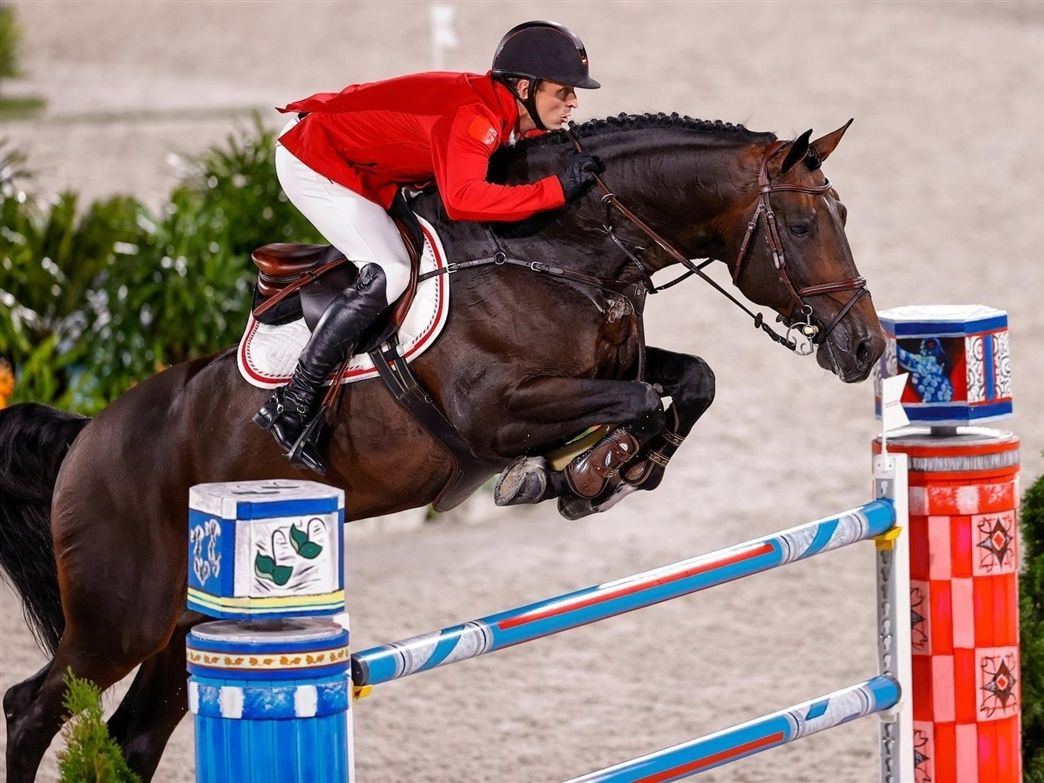 Springhengst Darc de Lux von Vornholt Pferde