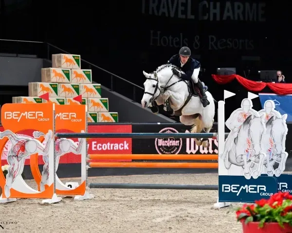 Springhengst Darcosall de Revel im Parcour