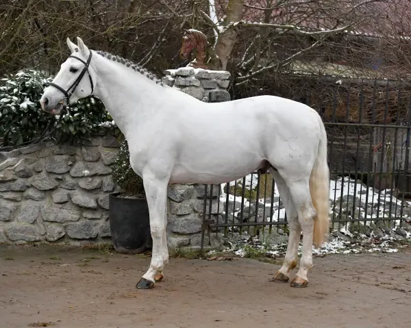 Springhengst Darcosall de Revel im Seitenbild