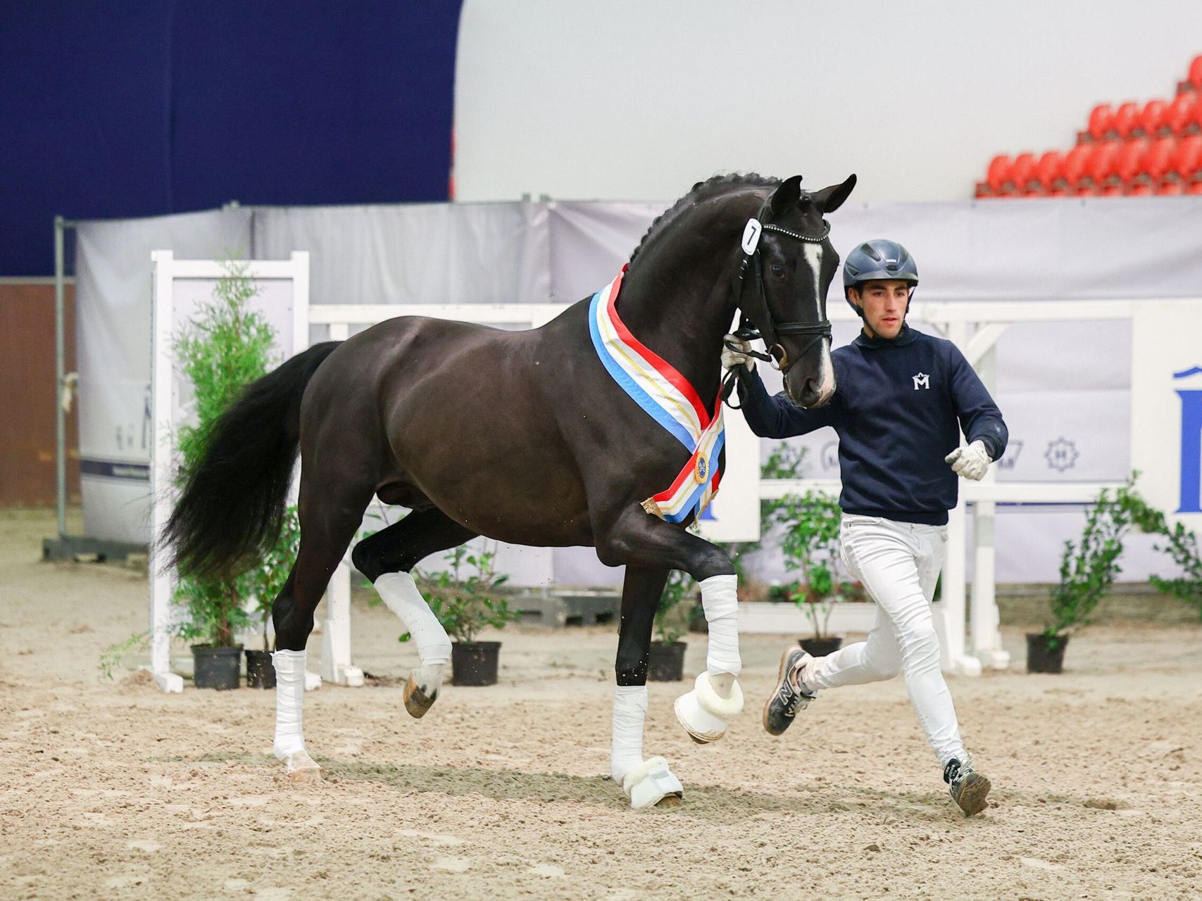 Dressurhengst Dolce Amaro PS