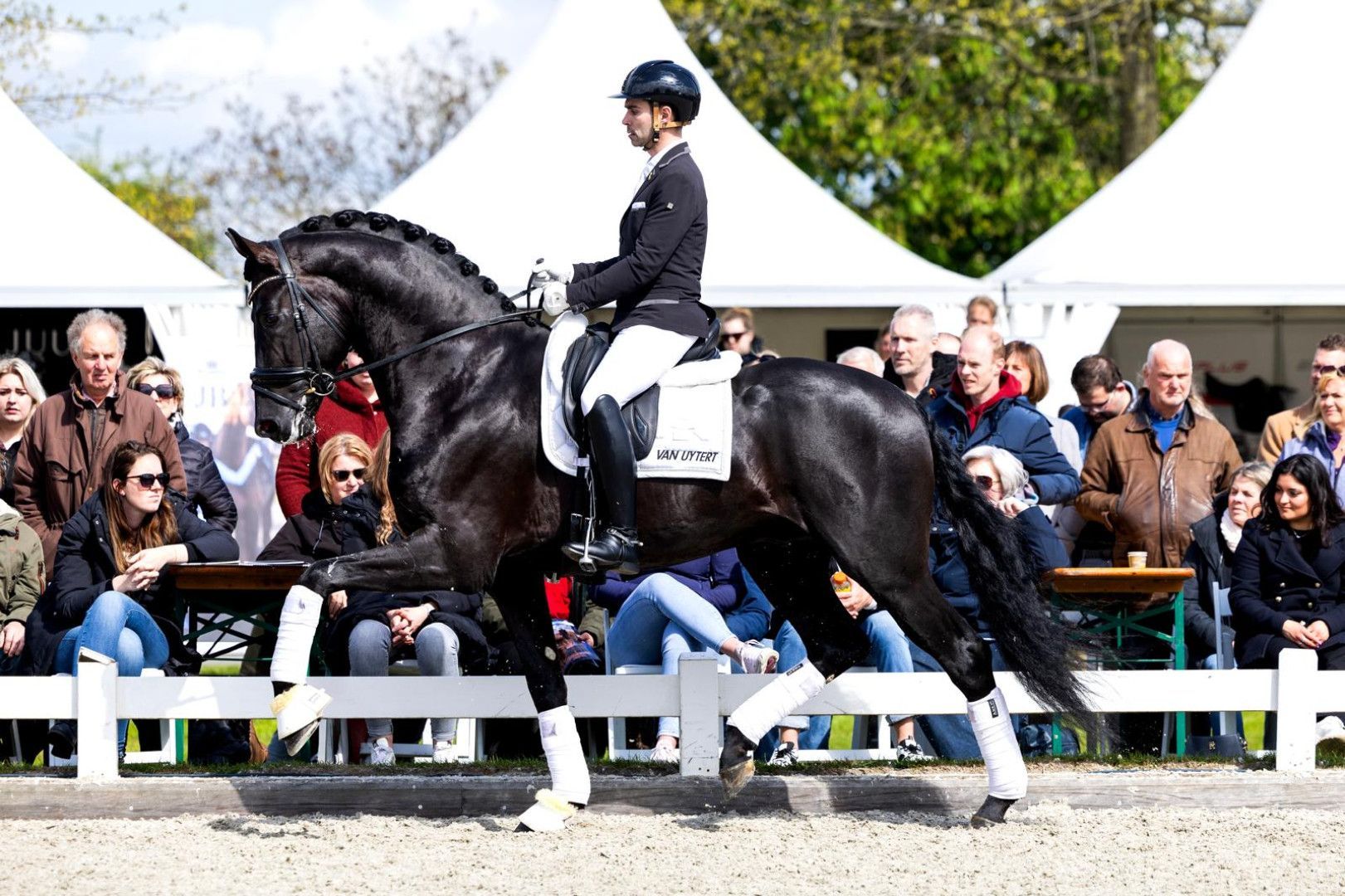 Dressurhengst Denver U.S. unter dem reiter