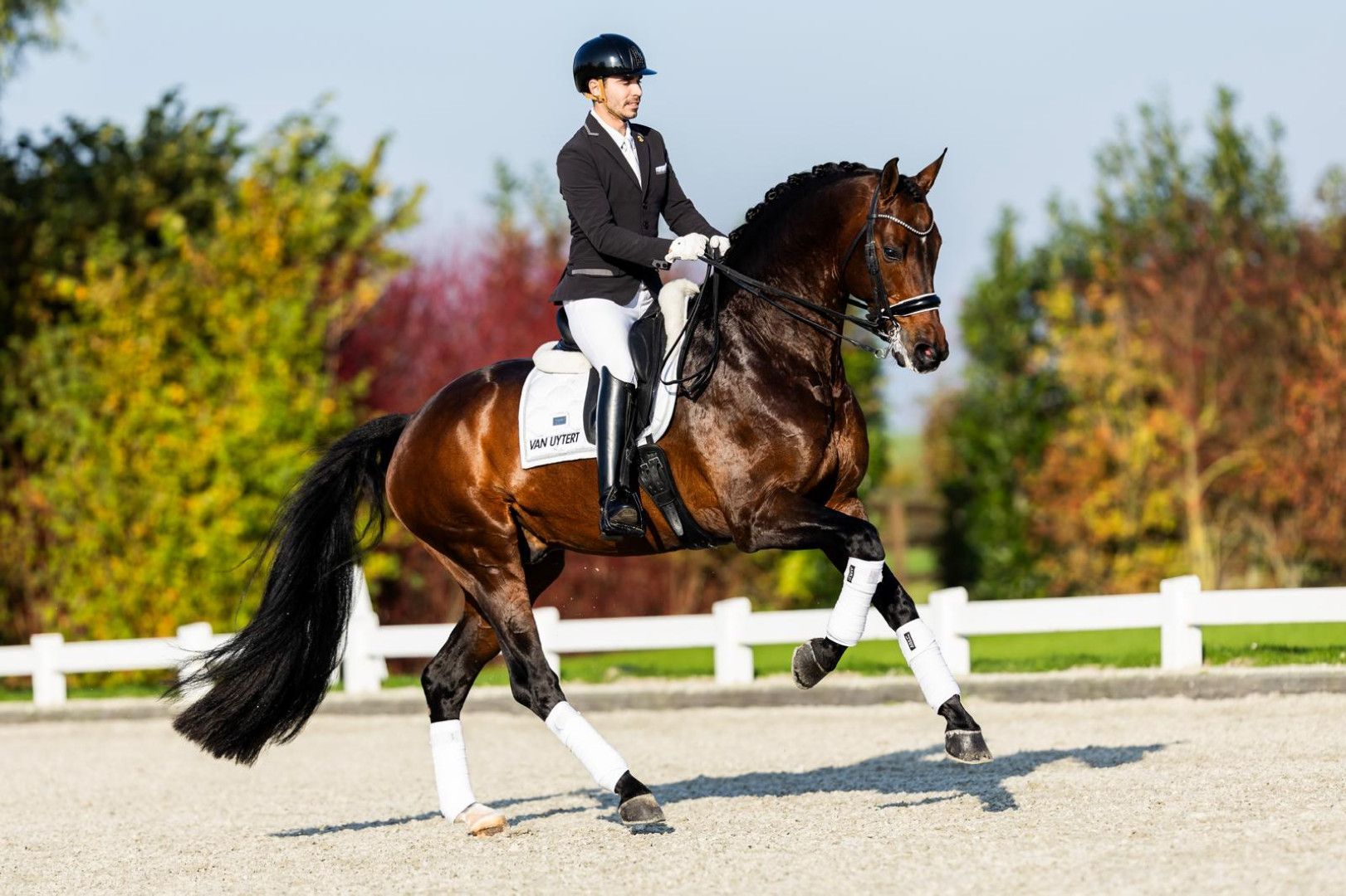 Dressurhengst Blue Hors Zackerey unter dem Reiter