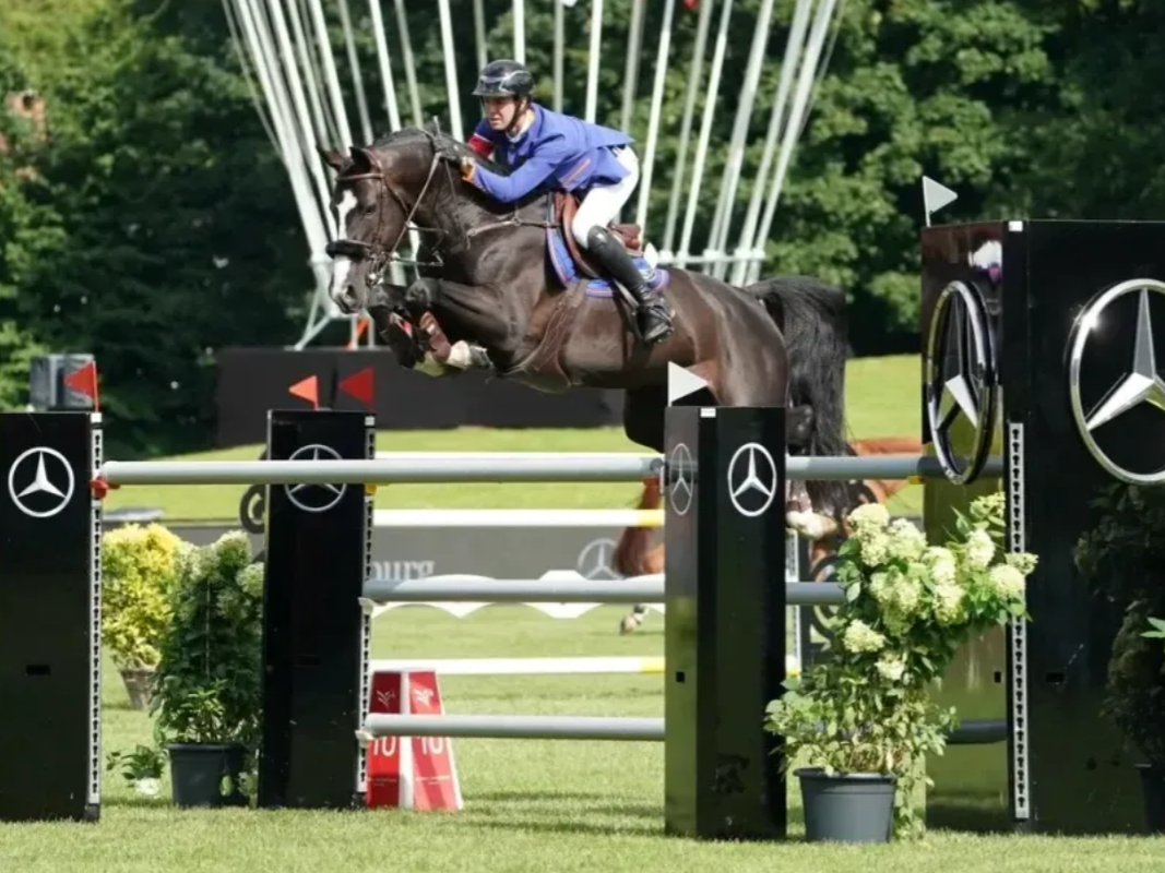 Springhengst Senecio Z unter dem Reiter bei Springen