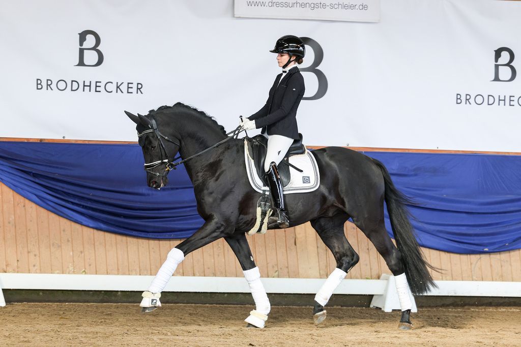 Dressurhengst Maddox unter dem Reiter