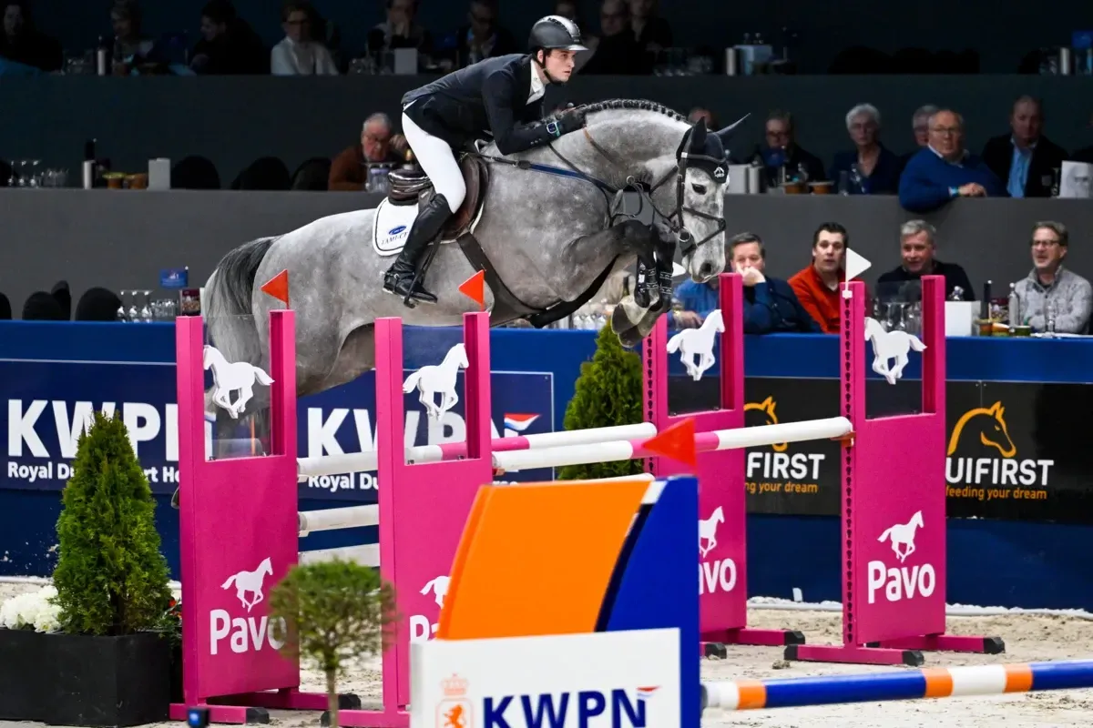 Springhengst Notting Hill JL mit Reiter beim Springen