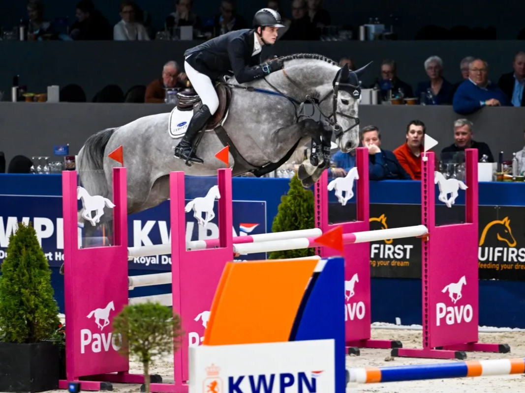 Springhengst Notting Hill JL