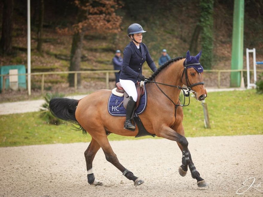 Springhengst Rotterdam de Muze