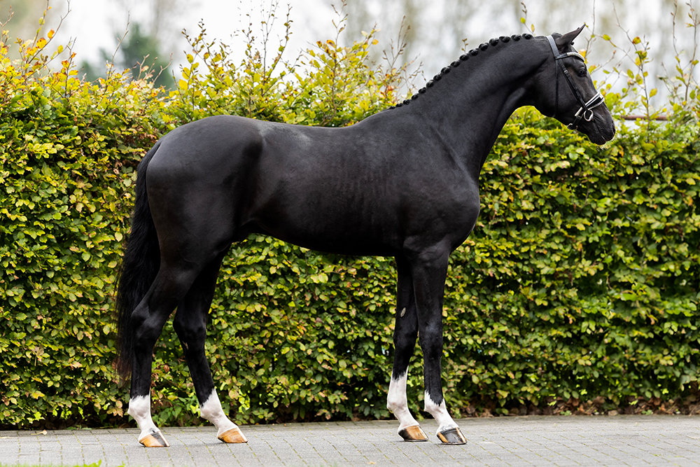 Dressurhengst Sarai L