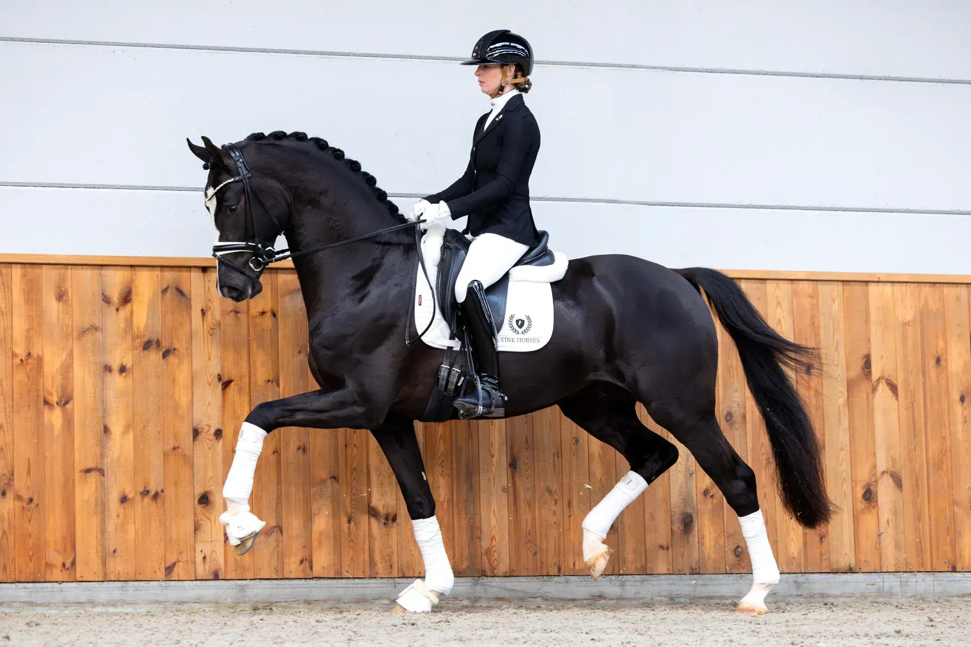 Deckhengst So You Can Dance unter dem Reiter im Trab - Vornholt Hengste