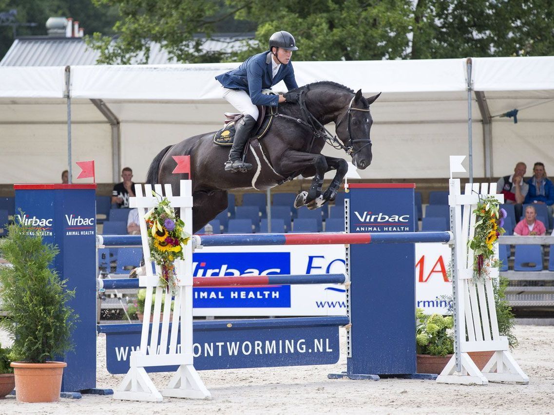 Springhengst I´m Special de Muze mit Reiter beim Springen