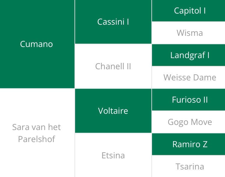 Abstammungstafel Rotterdamm de Muze