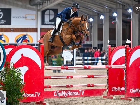 Springhengst Tartufo de Muze mit Reiter im Sprung