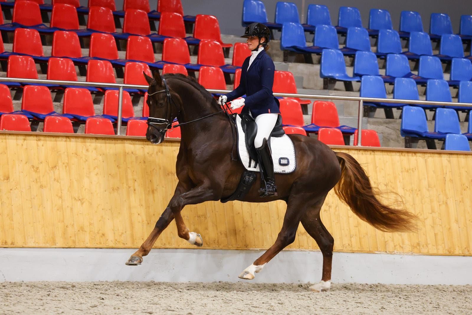 Dressurhengst Vintagio - Vornholt Hengste