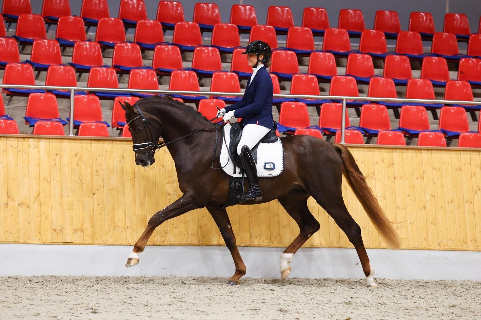 Dressurhengst Vintagio - Vornholt Hengste