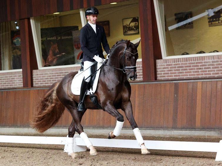 Dressurhengst Vintagio - Vornholt Hengste