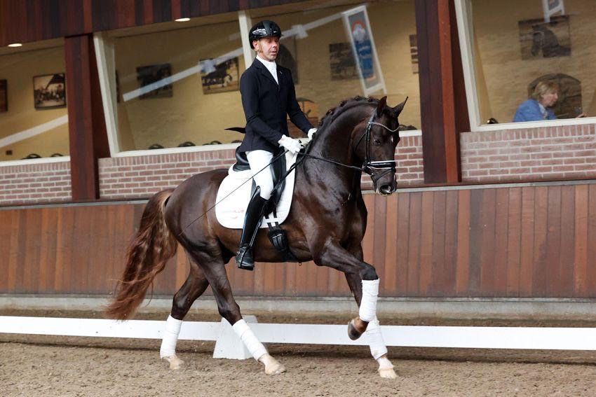 Dressurhengst Vintagio unter H.-P. Minderhoud - Vornholt Hengste