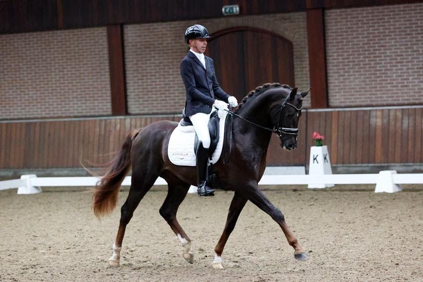 Dressurhengst Vintagio unter H. P. Minderhoud - Vornholt Hengste