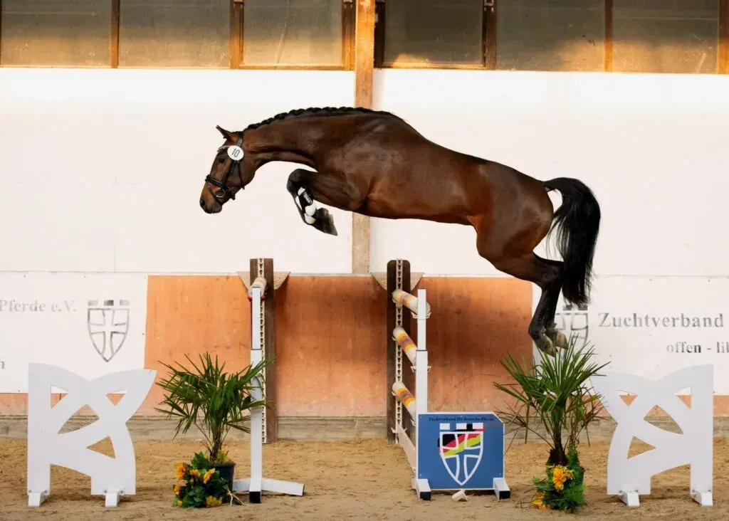 Springhengst Zion mit Reiter