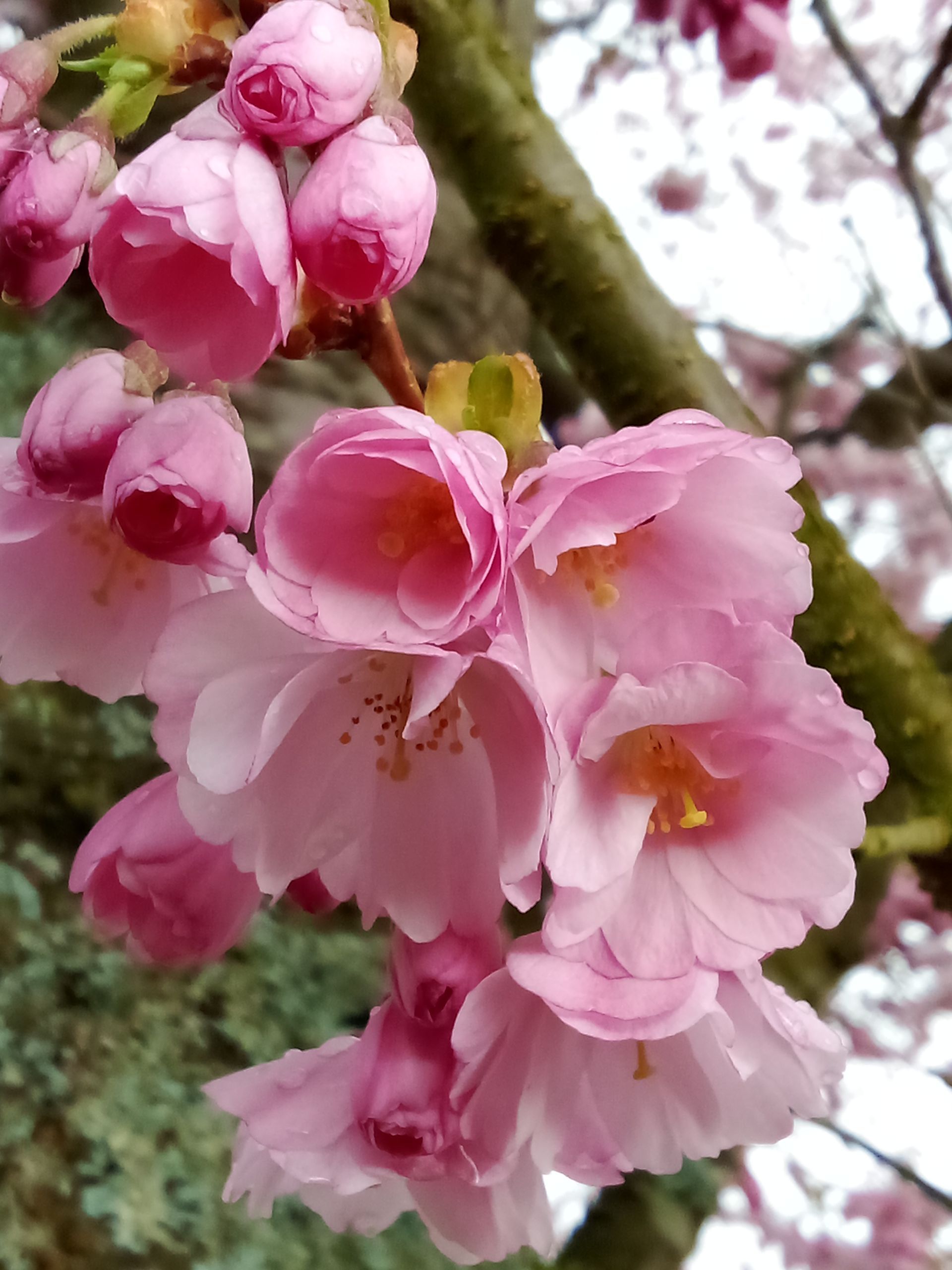 Kirschblüte (Foto: Rita Landau)