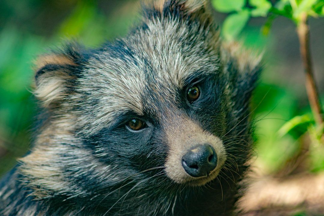 Marderhund Waschbär (Foto: Marcel Weidenfeller, NABU Hundsangen)