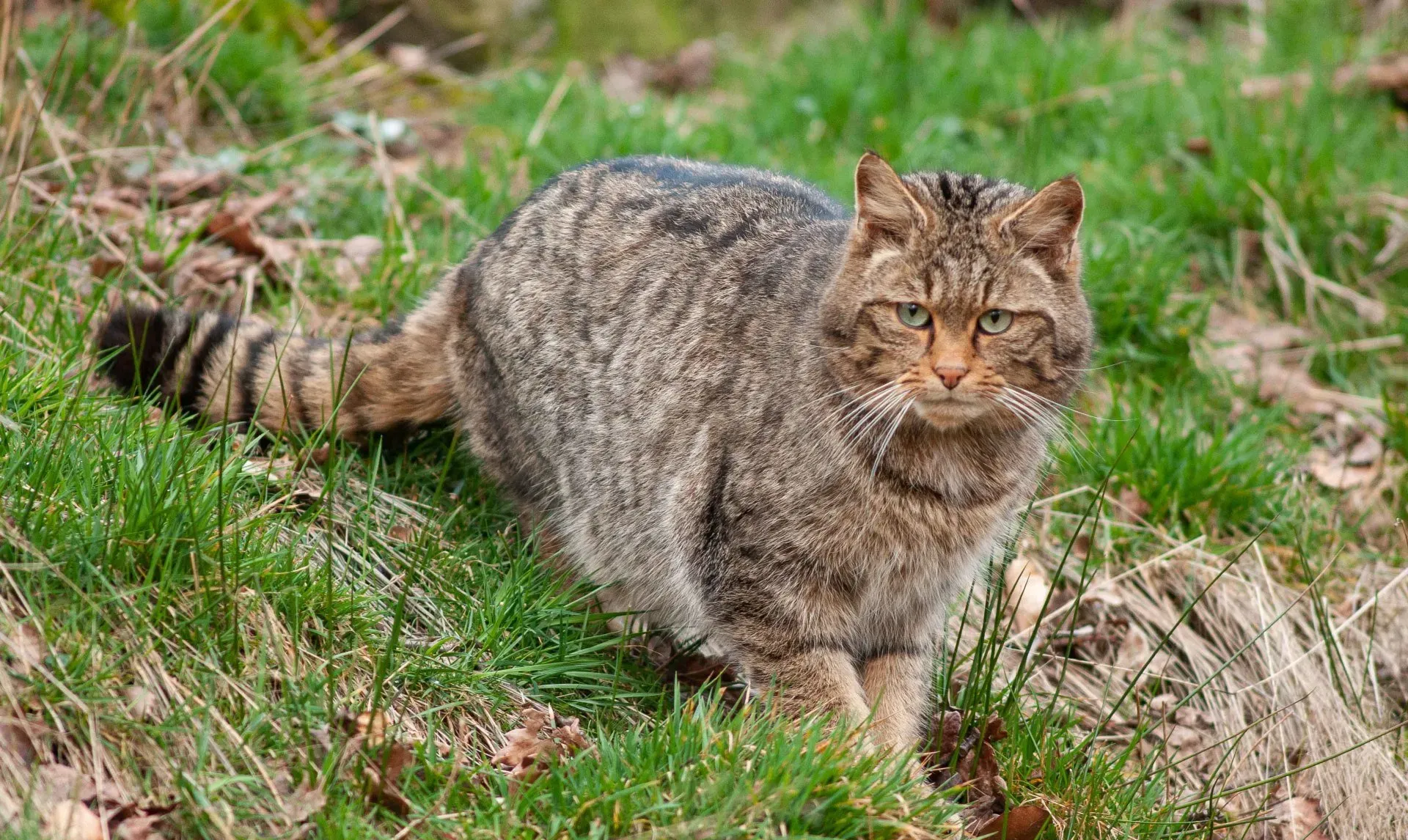 Europäische Wildkatze (Foto: Marcel Weidenfeller, NABU Hundsangen)