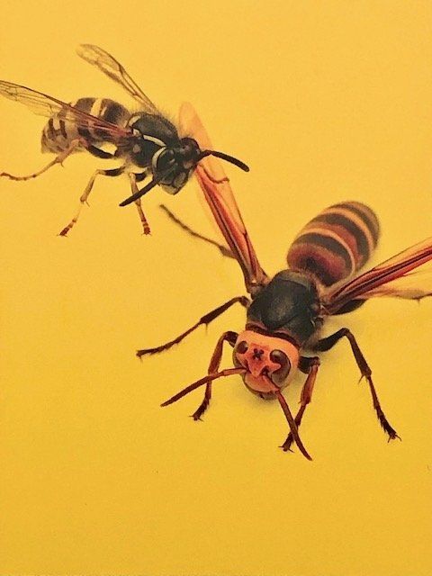 Guêpes & Frelons