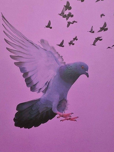 Pigeons, Goélands