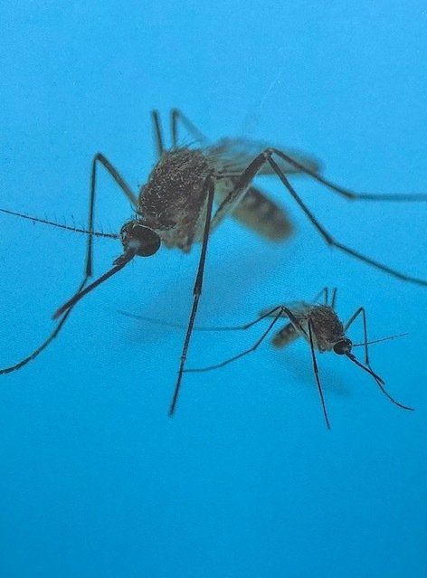 Moustiques