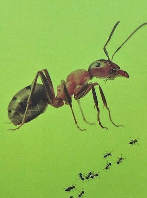 Fourmis