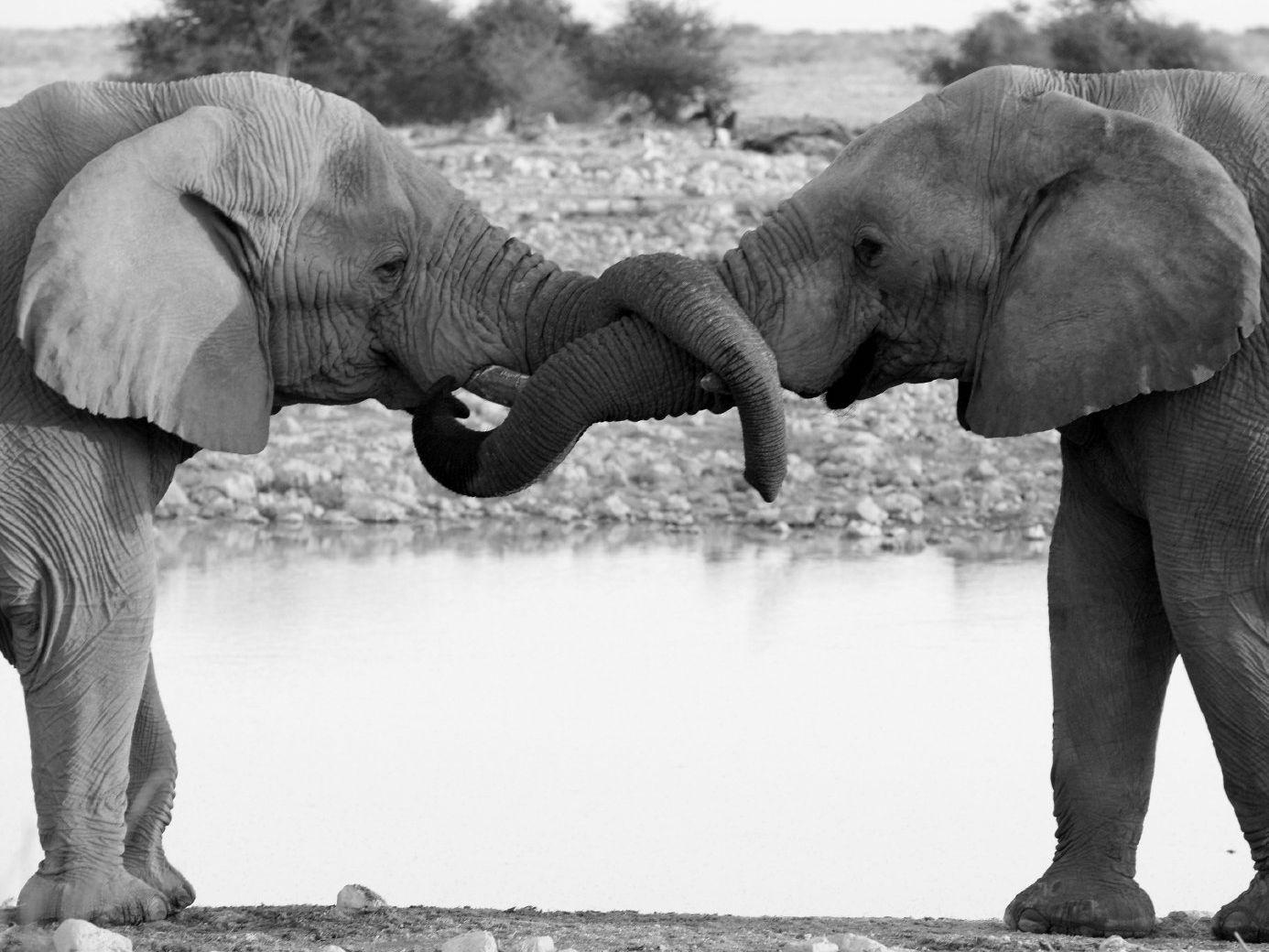 Symbol für Paarberatung