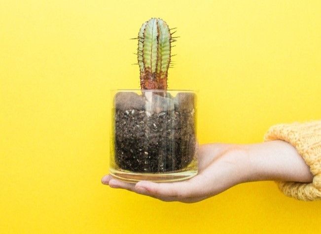 Einzelberatung/-coaching, symbolisch dargestellt durch ein in der flachen Hand gehaltenes Pflanzgefäß aus Glas, in dem sich ein Kaktus befindet