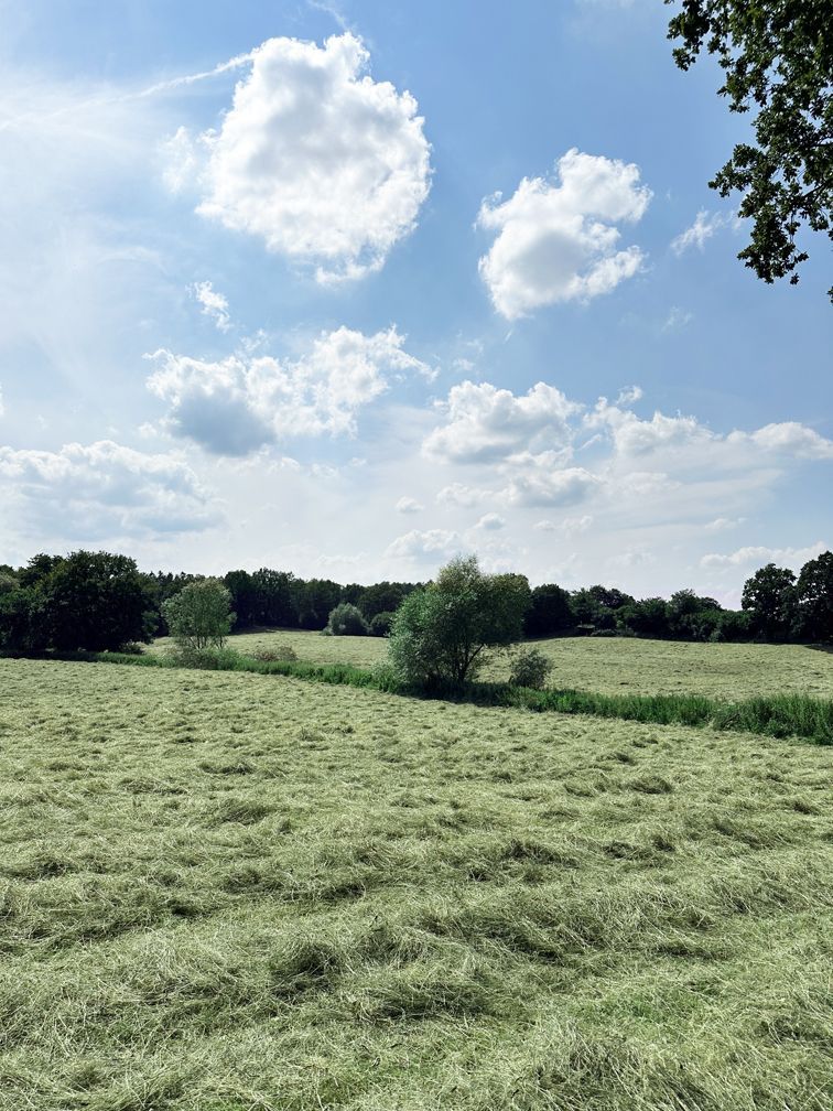 Heu, Heulage und Grasilage für Pferde mit einem hohen Anteil an Kräuteranteil auf unserem Feld.
