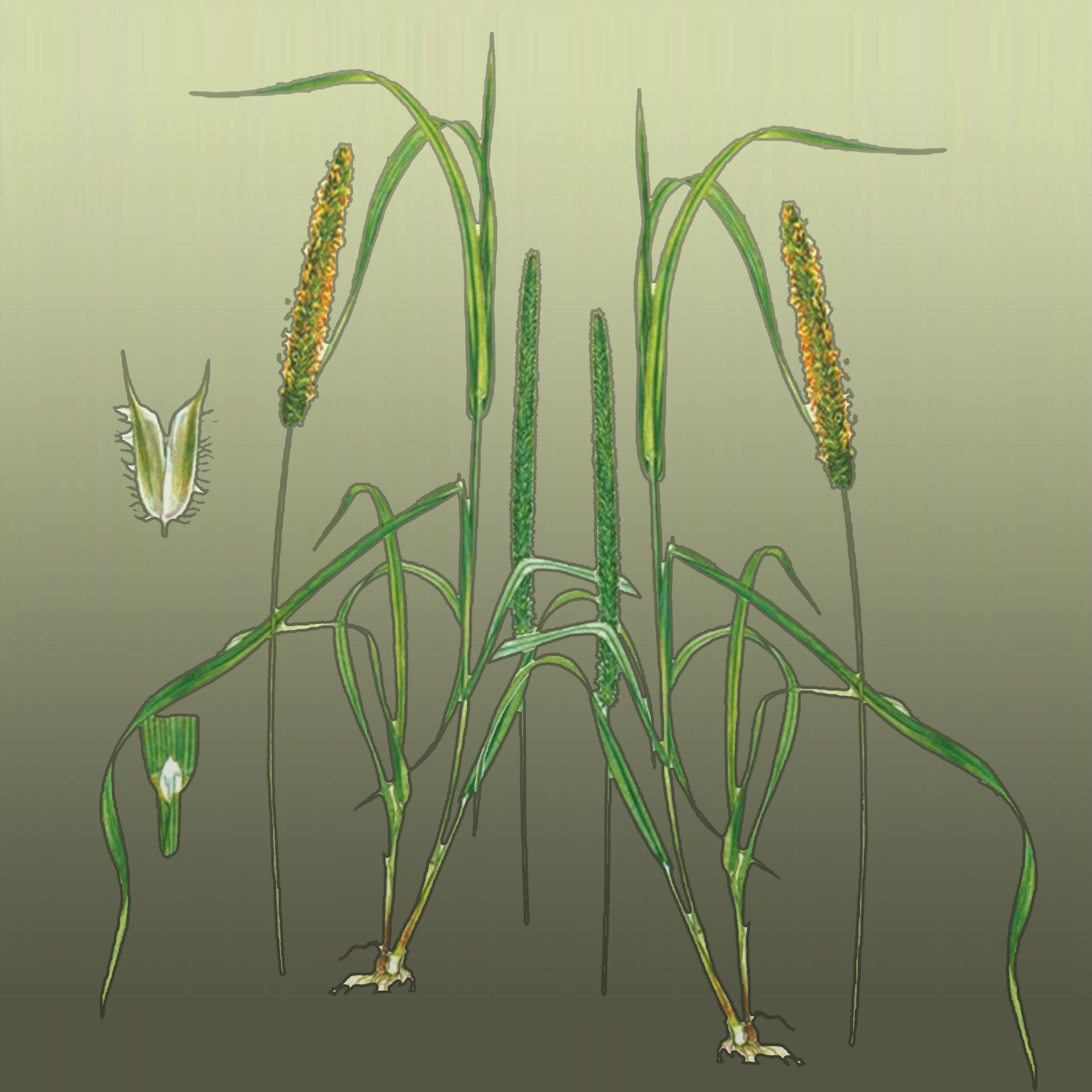 Dieses Diät-Heu in Minirundballen für Pferde enthält einen wohldosierten Anteil an Rohfasern.