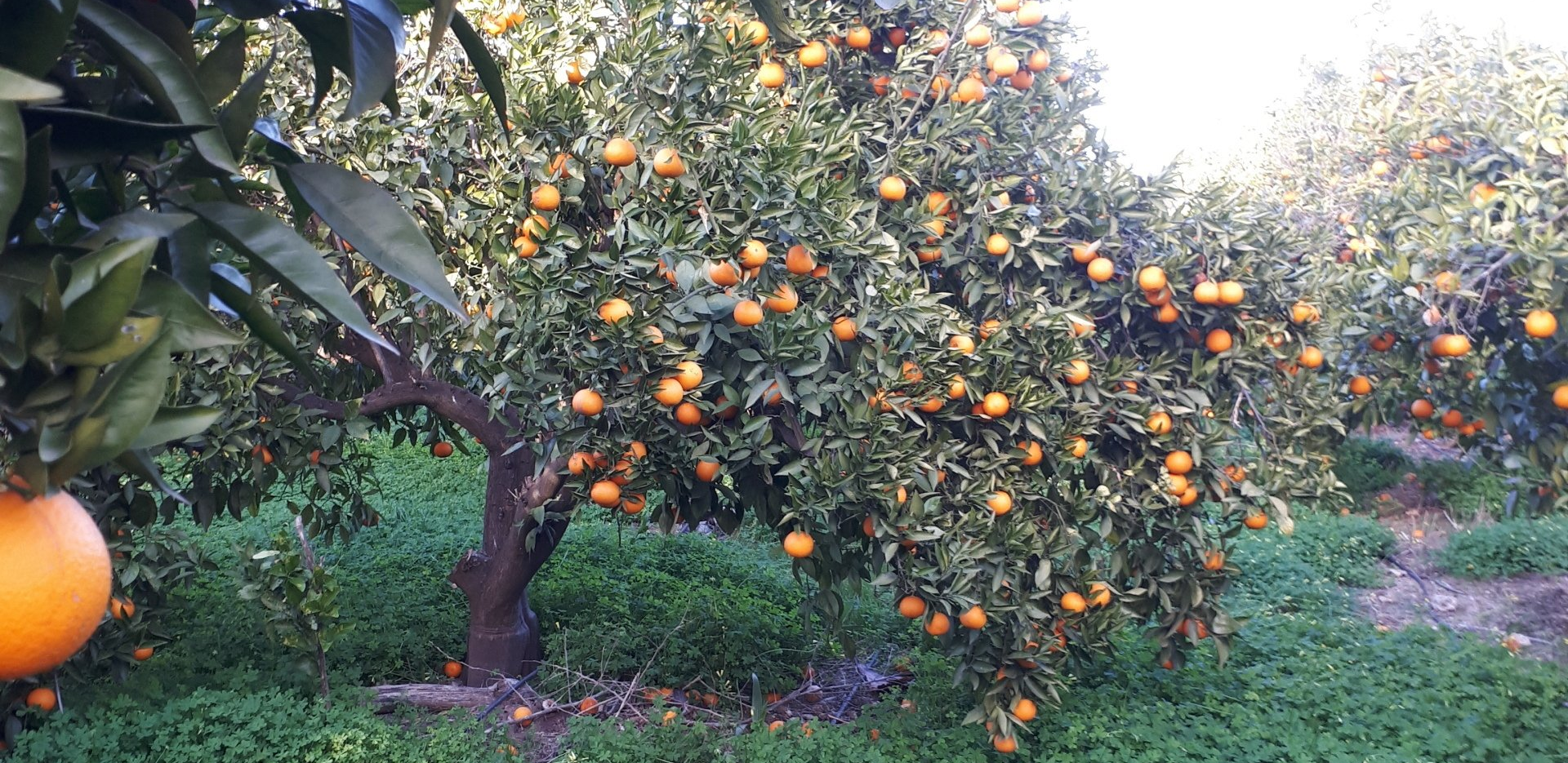 Campo de naranjas de vinsdelmediterrani
