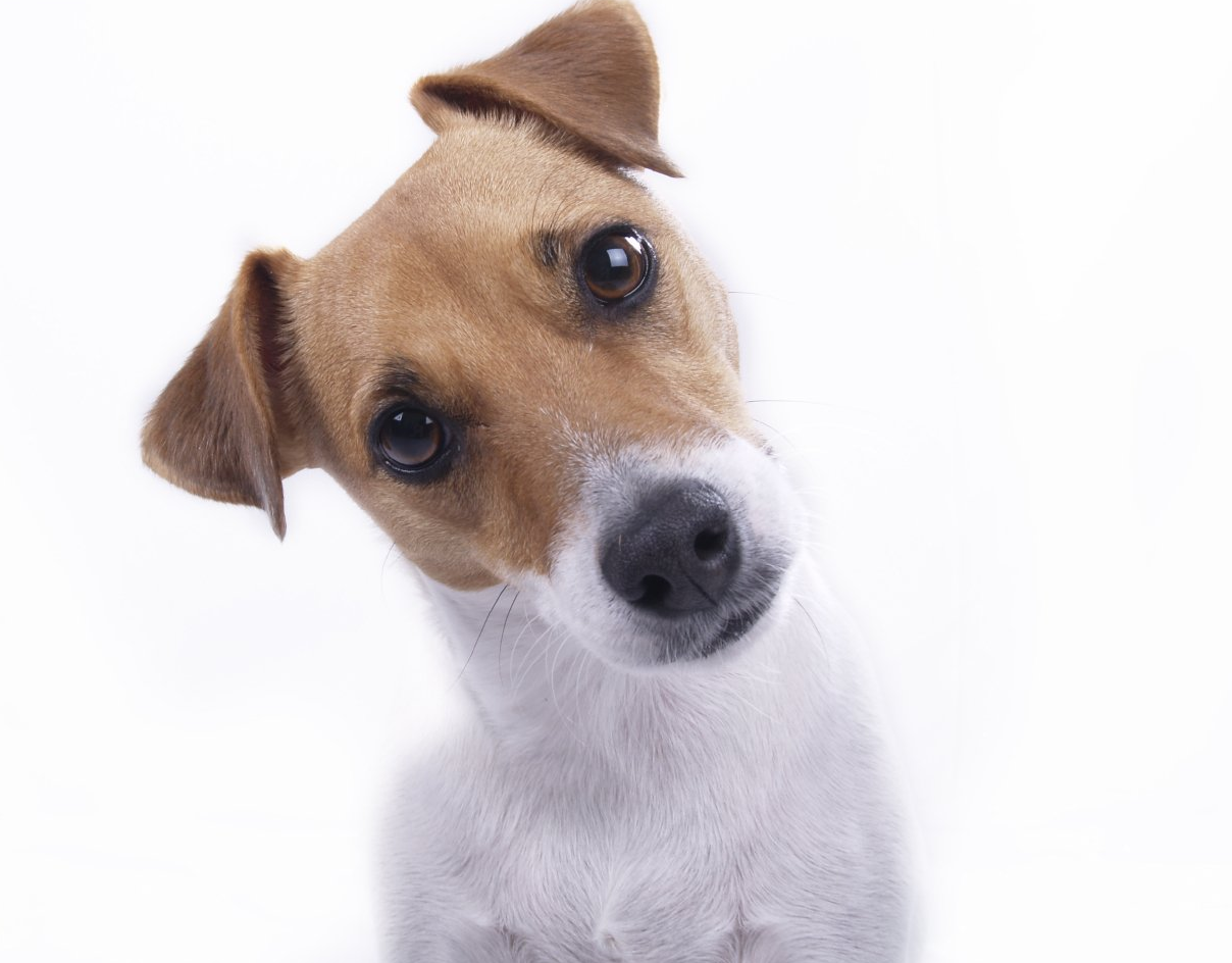 neugieriger Hund