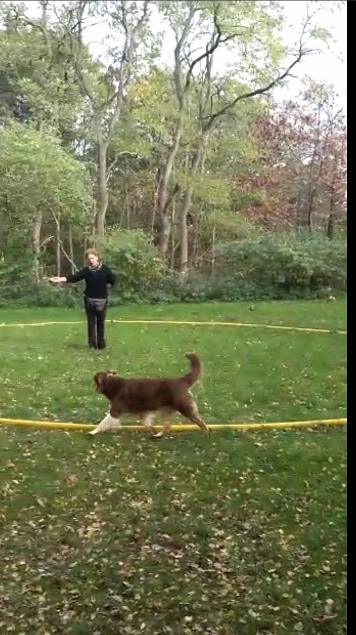 Nala-Flyball Training