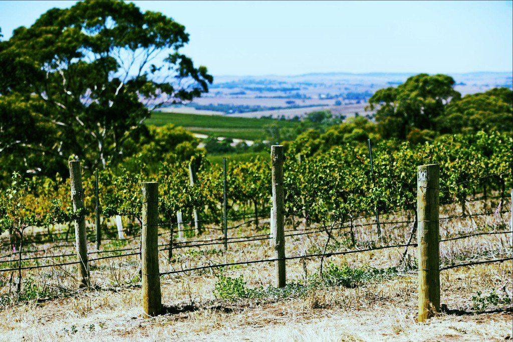 Wild & Wilder in Clare Valley