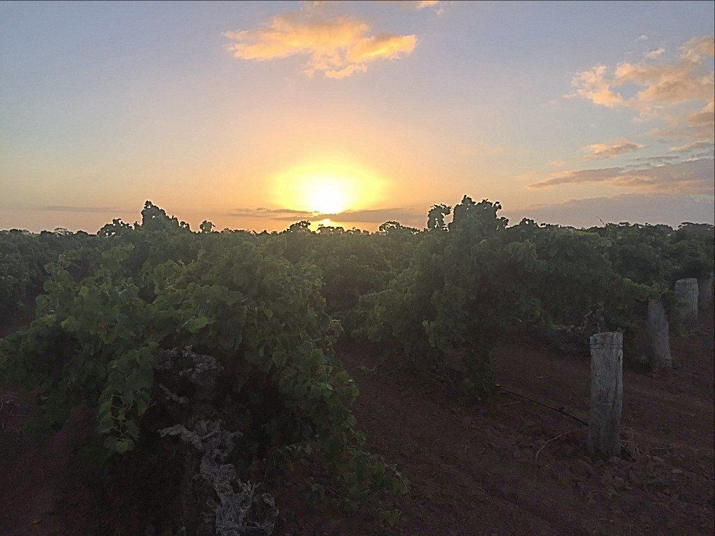 Wild & Wilder Wines @ Langhorne Creek